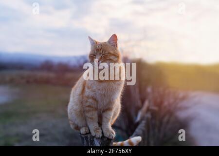 An orange cat sits on a fence at sunset. A red-haired tabby kitten has closed its eyes and is enjoying the warm rays of the sun. The concept of summer Stock Photo
