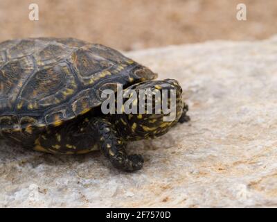 european pond terrapin, juvenile emys orbicularis in the austrian national park donauauen Stock Photo