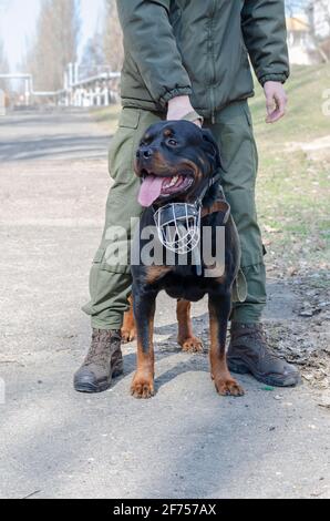 Soldier Rottweiler Rottweiler with muzzle and man in military uniform outside. Owner ...