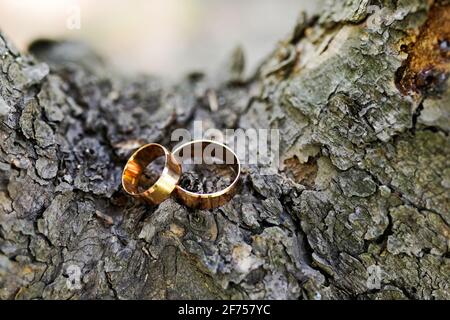 Golden wedding rings laying on the tree , nature background Stock Photo