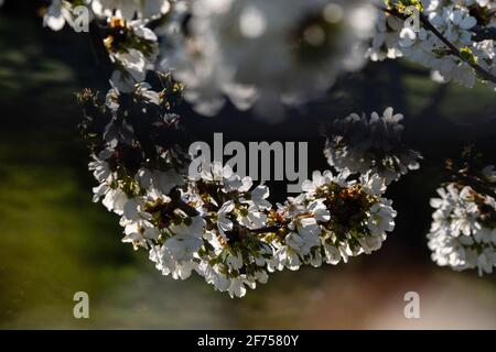 Morancé (France), March 30, 2021. Cherry tree flowers in spring. Stock Photo