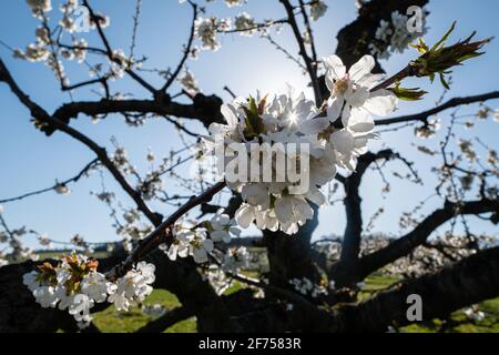 Morancé (France), March 30, 2021. Cherry tree flowers in spring. Stock Photo