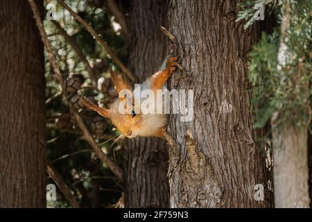 Funny squirrel close-up on a tree. The Eurasian red squirrel looks curiously straight at the camera. Tame squirrels live in the park and beg for nuts. Stock Photo