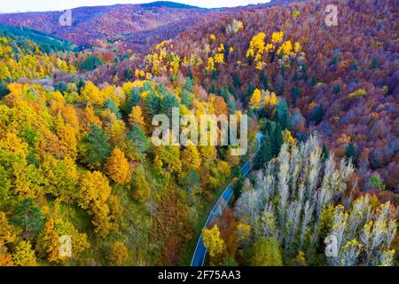 Aerial view of a decidual forest and road in autumn. Stock Photo