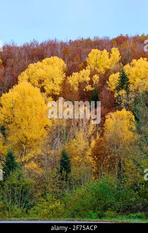 Decidual forest with trees in autumnal colors. Stock Photo