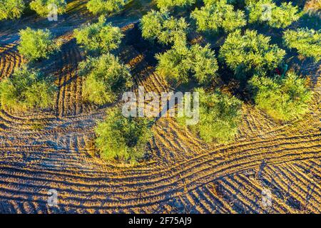 Aerial view of a farmland with olive trees. Stock Photo