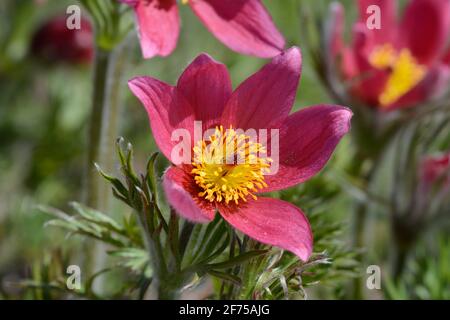 Pulsatilla vulgaris Rubra Pasque flower Stock Photo