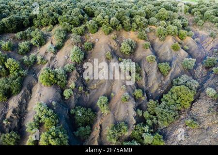 Aerial view of an holm oak grove. Stock Photo