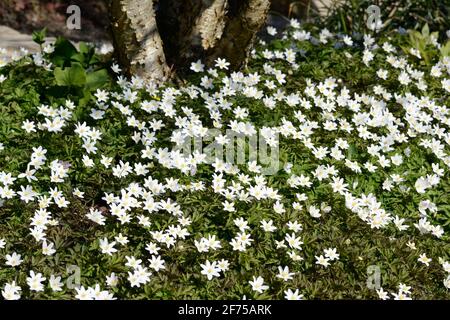 Wood anemone growing on woodland floor Anemonoides nemorosa Stock Photo