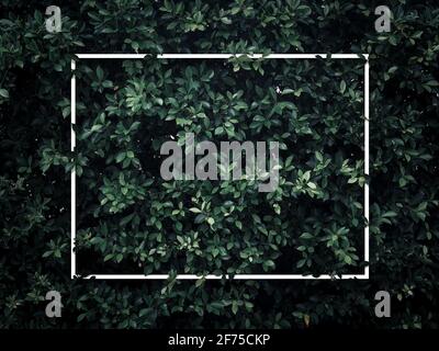 White blank square frame on green leaves background, dark tone. Empty text space for advertising, invitation card, poster nature concept. Stock Photo