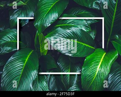 White blank square frame on wet green leaves background, dark tone. Empty text space for advertising, invitation card, poster nature concept. Stock Photo