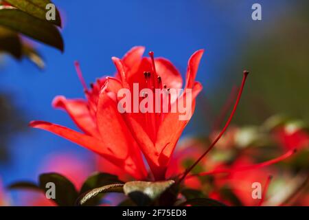 Blooming red Rhododendron flowers against blue sky in the background. Focus on Rhododendron petals. Stock Photo