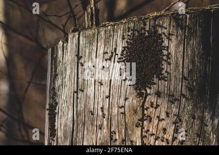 gathering of many red forest ants on old dry tree trunk in first warm spring day, woods miniature Stock Photo