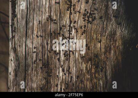 gathering of many red forest ants on old dry tree trunk in first warm spring day, woods miniature Stock Photo