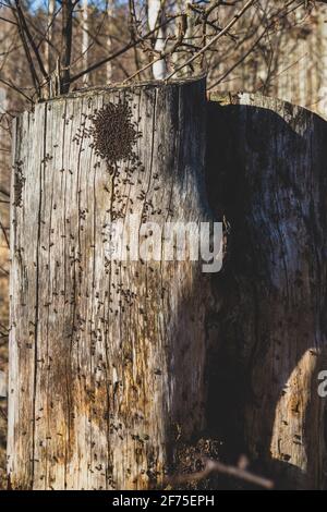 gathering of many red forest ants on old dry tree trunk in first warm spring day, woods miniature Stock Photo