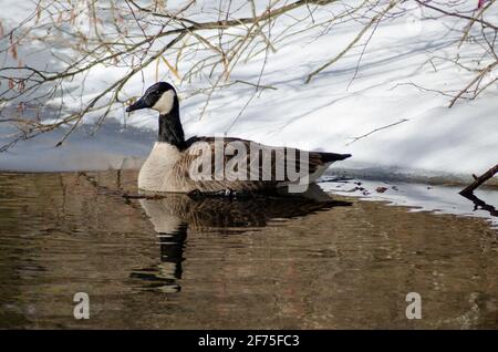 Canada goose floating in a creek after a blizzard Stock Photo