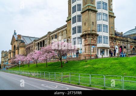 LONDON, UK - MARCH 31 2021: Cherry blossoms at Alexandra Palace, a Grade II listed entertainment and sports venue, situated between Wood Green and Mus Stock Photo