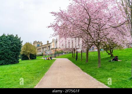 LONDON, UK - MARCH 31 2021: Cherry blossoms at Alexandra Palace, a Grade II listed entertainment and sports venue, situated between Wood Green and Mus Stock Photo