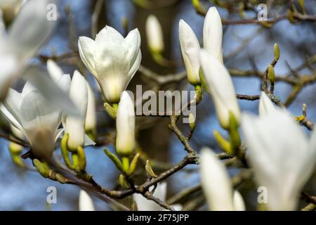 Tulip tree or Magnolia blossom Stock Photo