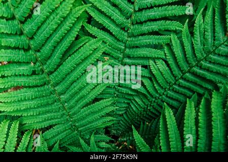 Perfect natural fern pattern. Beautiful background made with young green fern leaves. Stock Photo