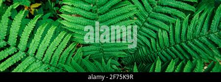 Perfect natural fern pattern. Beautiful background made with young green fern leaves. Stock Photo