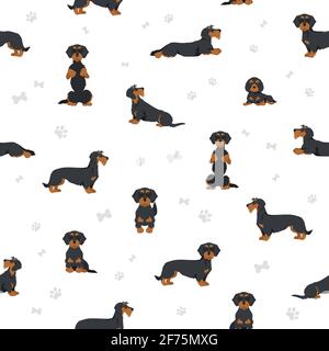 Dachshund wire haired clipart. Different poses, coat colors set.  Vector illustration Stock Vector