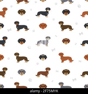 Dachshund wire haired clipart. Different poses, coat colors set.  Vector illustration Stock Vector