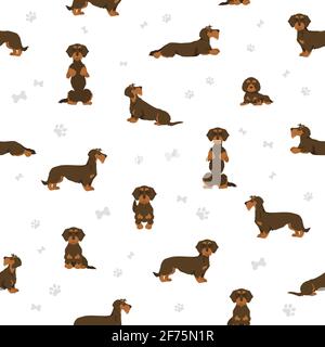 Dachshund wire haired clipart. Different poses, coat colors set.  Vector illustration Stock Vector