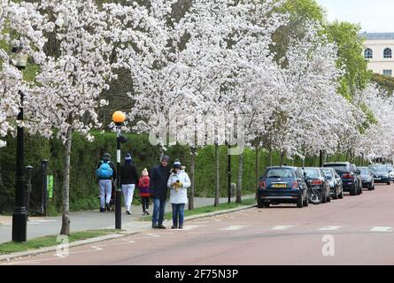 London, UK, April 5th 2021. Cold temperatures, snow showers and a biting wind meant that Regents Park looked very different on Easter Monday. Chester Road, lined with blossom was very quiet. Monica Wells/Alamy Live News Stock Photo