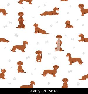 Dachshund wire haired clipart. Different poses, coat colors set.  Vector illustration Stock Vector