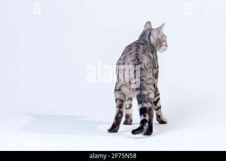 Silver Bengal Cat in studio Stock Photo