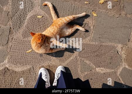 Top view of fluffy ginger cat lying on the ground with a few of yellow leaves. Stock Photo