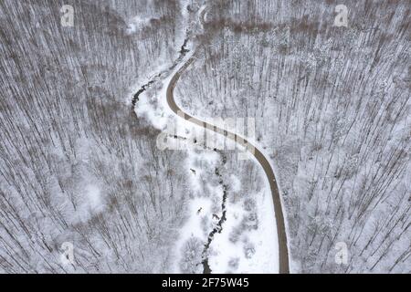 Aerial winter forest landscape with deer, roe deers, road and a little meandering stream. Stock Photo