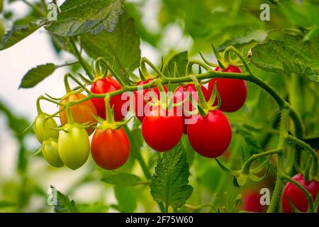 Beautiful ripe Red tomatoes on a bush in the garden Stock Photo