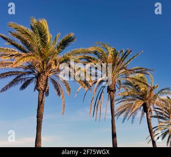 Palm trees in a row against a blue sky. Stock Photo