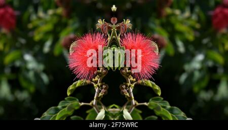 Metrosideros polymorpha ('Ohi'a lehua) a Hawaiian flowering evergreen tree with fiery red blossoms on a natural green background. Stock Photo