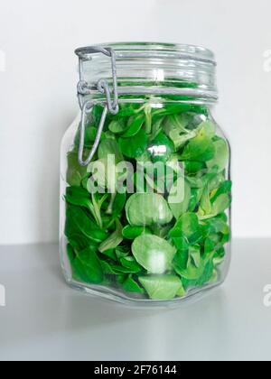 Corn salad in a bottling jar Stock Photo