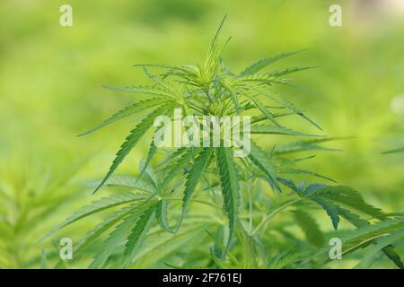 Closeup cannabis plant (cannabis sativa) on green background Stock Photo