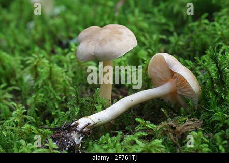 Tricholoma inamoenum, known as the gassy knight, wild mushroom from Finland Stock Photo