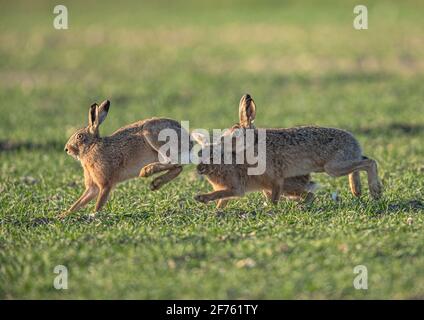 Three Mad March Hares , boxing , kissing and chasing across the farmers wheat .Suffolk UK Stock Photo