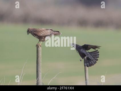 The Bully. A common Buzzard being mobbed and bullied by a Carrion Crow. Taken on Agricultural land with  clear background, no sky.  Suffolk .UK Stock Photo
