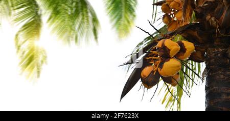 Yellow coconuts on palm tree on white background. Stock Photo