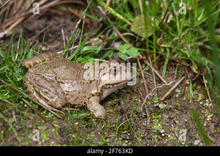 Marsh frog (Pelophylax ridibundus), captive, UK Stock Photo