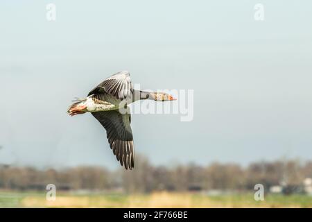 Close up of flying Greylag Goose, Anser anser, in the twilight of late sunset against blurred background Stock Photo