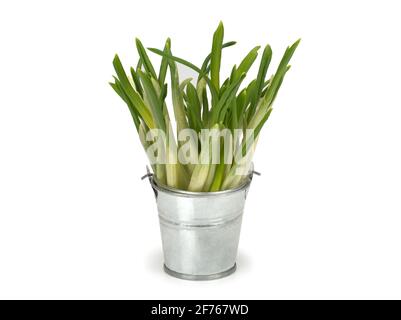 Allium ursinum, known as wild garlic, ramsons, buckrams, broad-leaved garlic, wood garlic, bear leek or bear's garlic. Stock Photo
