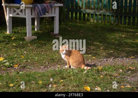 cat walks on old manuscript