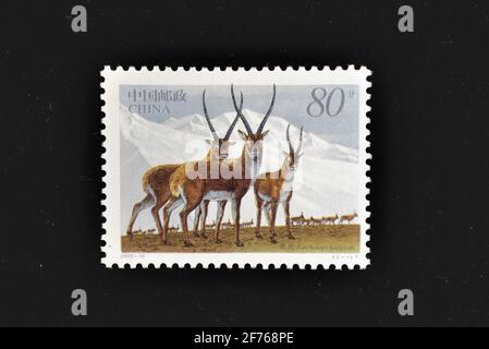 CHINA - CIRCA 2003: A stamps printed in China shows Tibetan Antelopes,  circa 2003. Stock Photo