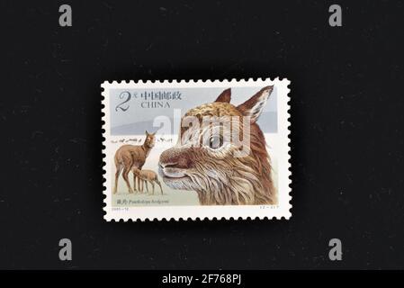 CHINA - CIRCA 2003: A stamps printed in China shows Tibetan Antelopes,  circa 2003. Stock Photo