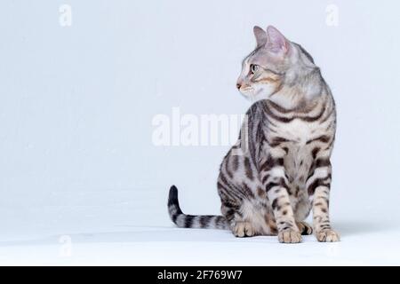 Silver Bengal Cat in studio Stock Photo