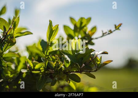 Detail of Leaves exposed at sun in spring time Stock Photo